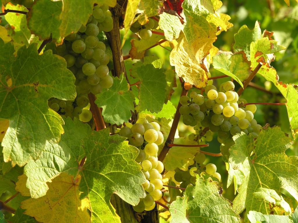 布里德尔Weingut & Gaestehaus Mees公寓 外观 照片
