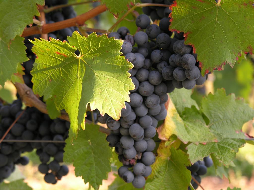 布里德尔Weingut & Gaestehaus Mees公寓 外观 照片
